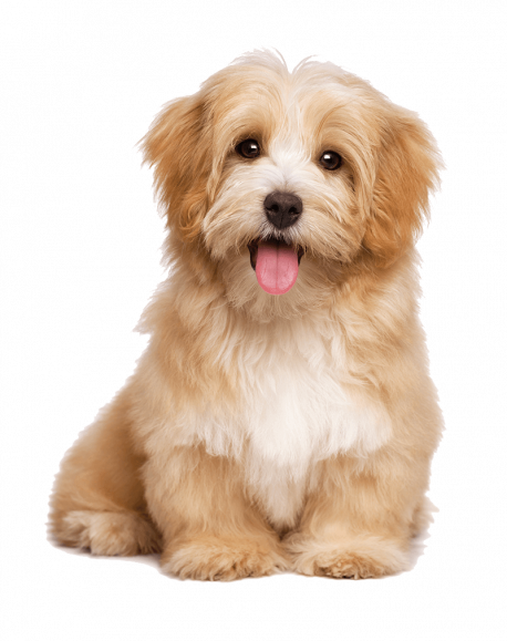 Cream puppy sitting and facing the camera