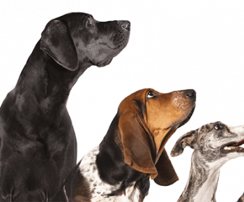 Three dogs looking up together