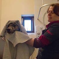 A dog being towel-dried after a groom