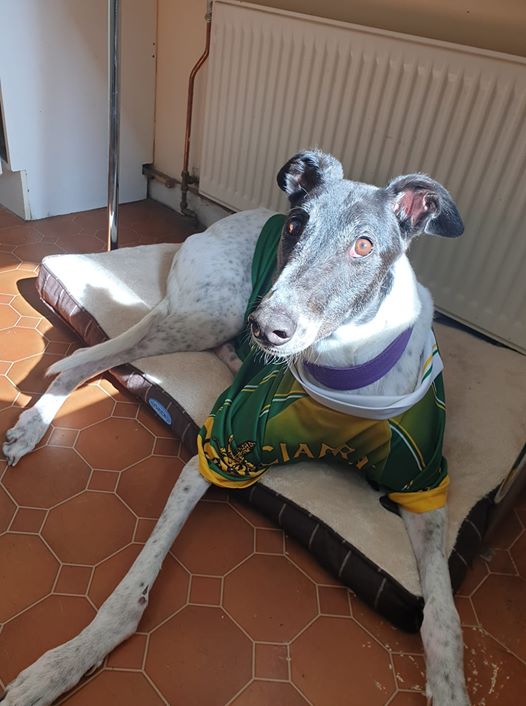 Grey and white dog lying on a bed in a green shirt