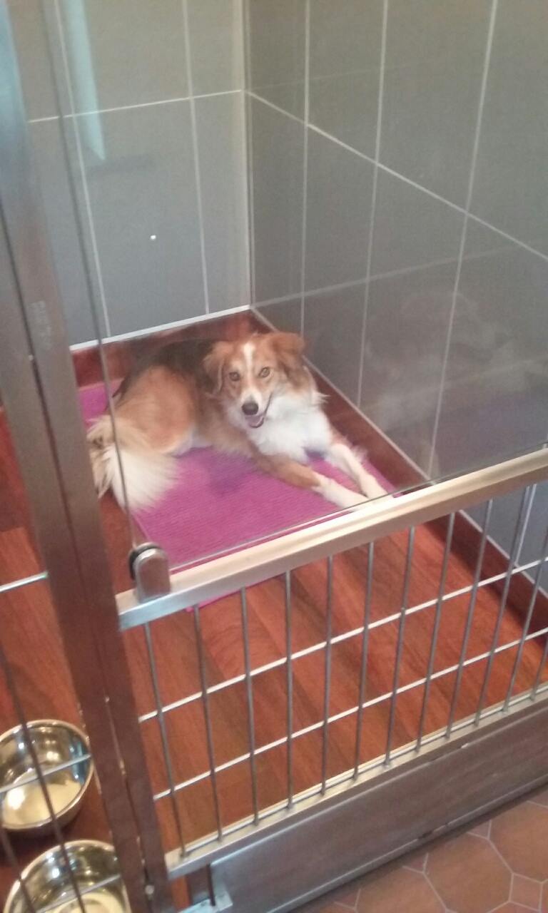 Brown and white dog lying on a purple mat in a kennel