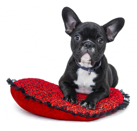 Black French bulldog puppy lying on a red cushion